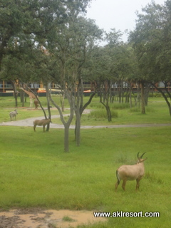 Room view